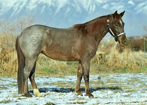 all-around-quarter-horse