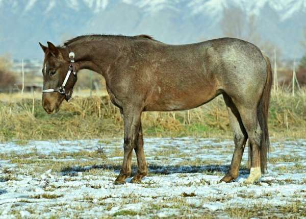 calf-roping-quarter-horse