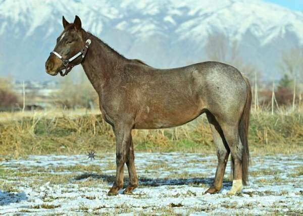 athletic-quarter-horse