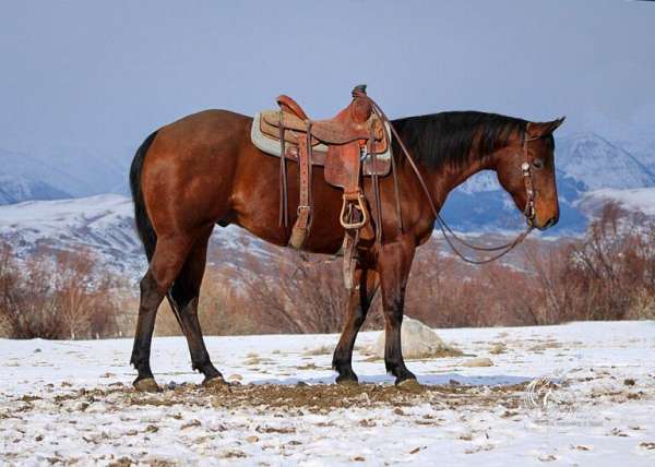 all-around-quarter-horse