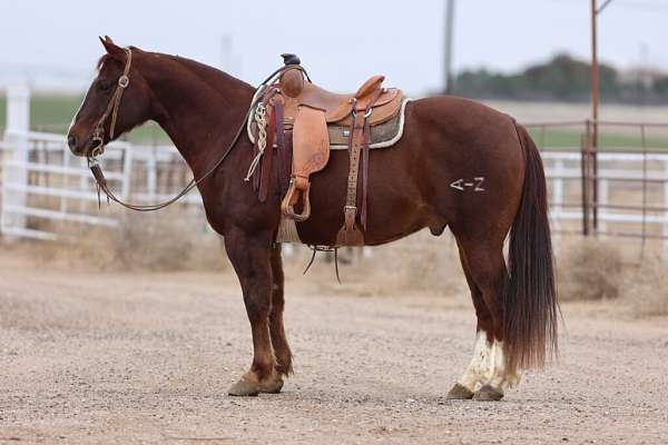 all-around-quarter-horse