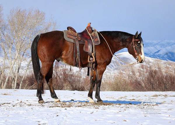 all-around-quarter-horse