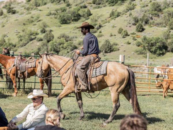 all-around-quarter-horse