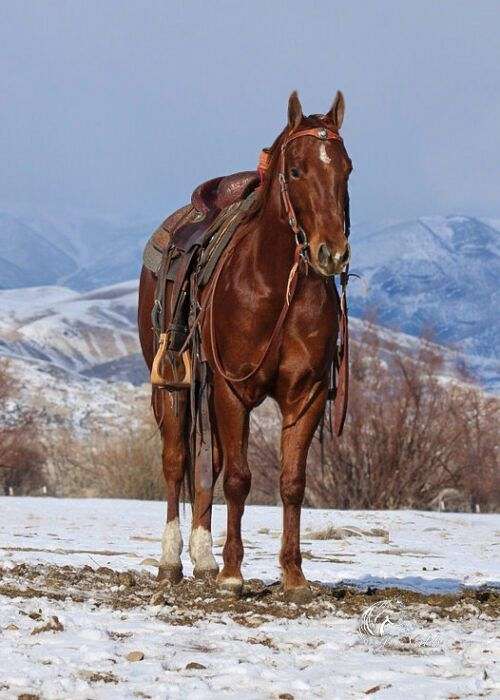 athletic-quarter-horse