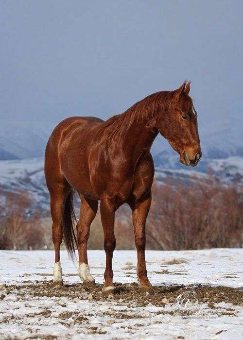 flashy-quarter-horse