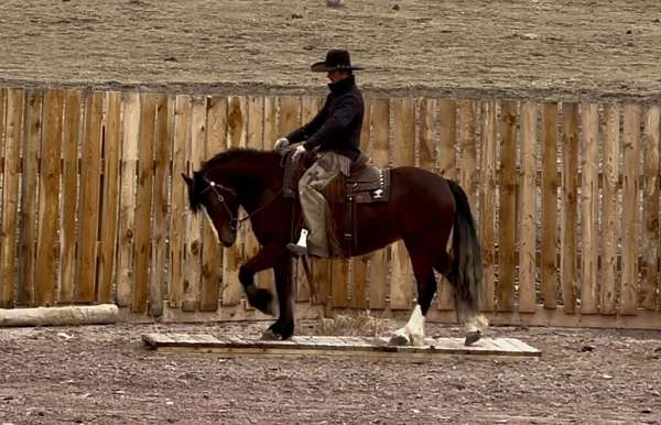 all-around-gypsy-vanner-horse