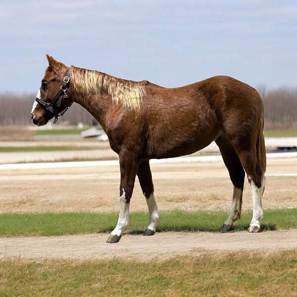 athletic-quarter-horse