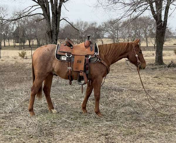 all-around-quarter-horse