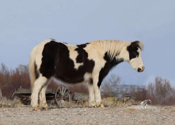 all-around-paint-pony