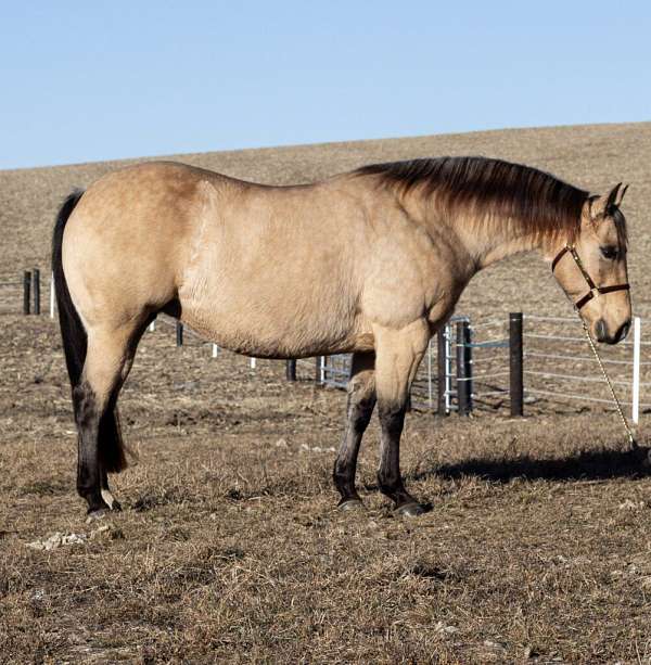 breeding-halter-quarter-horse