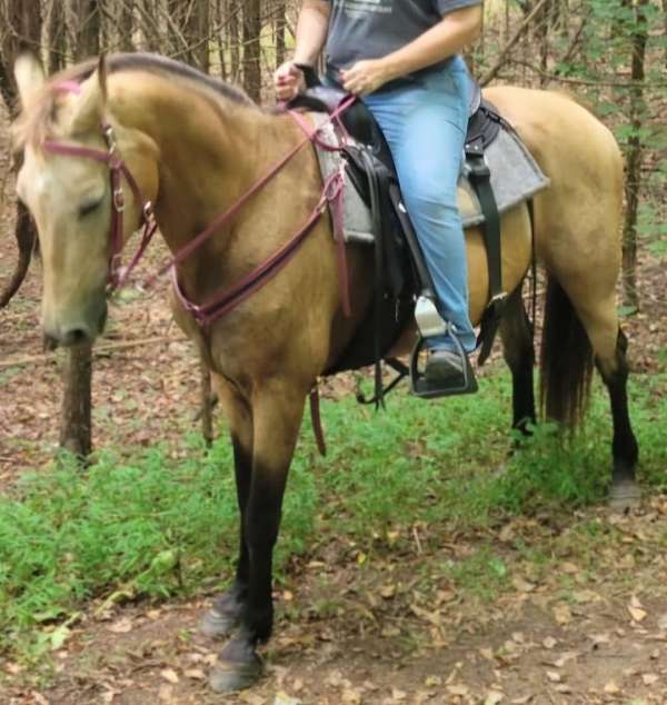 buckskin-blk-tail-mane-4-stockings-horse