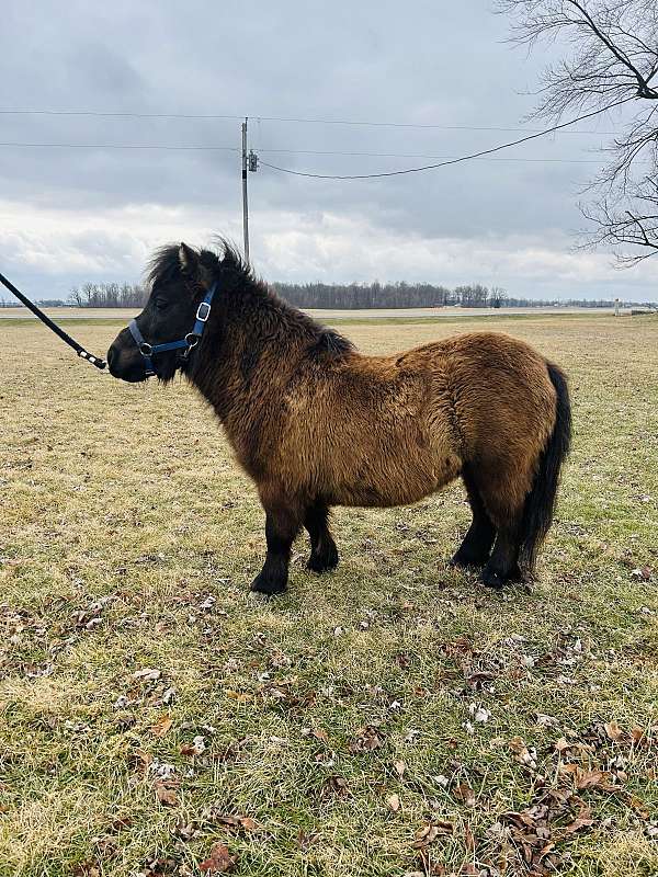 miniature-pony-for-sale