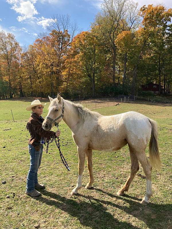 palomino-white-blanket-wspots-horse