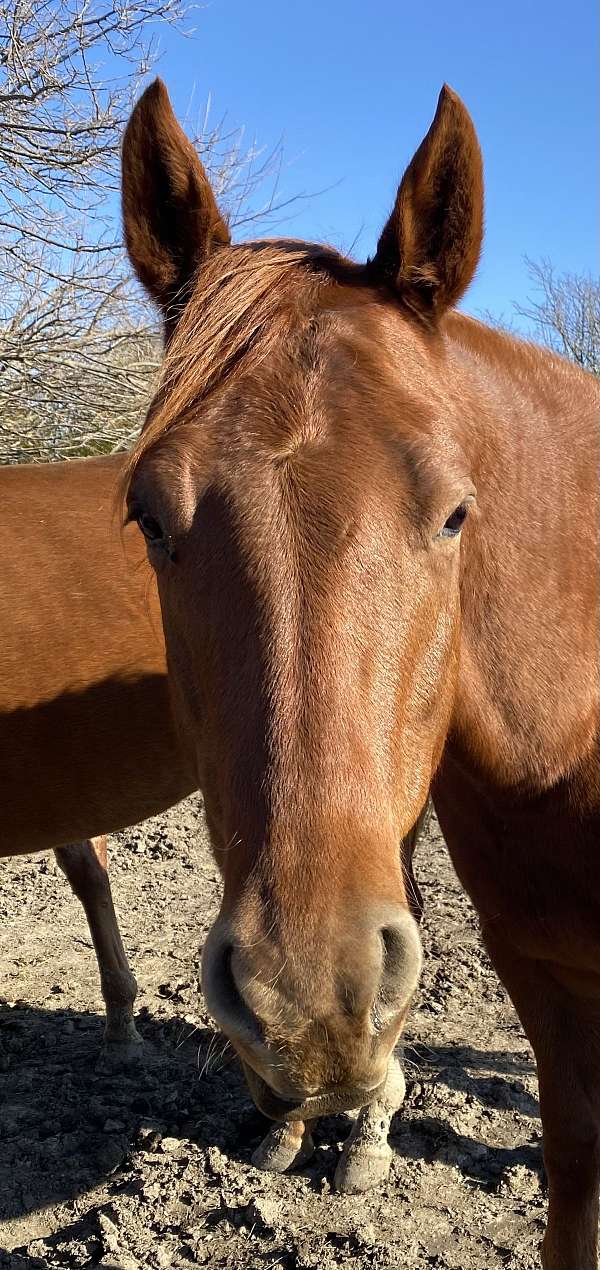 all-around-quarter-horse