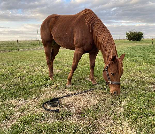 available-quarter-horse