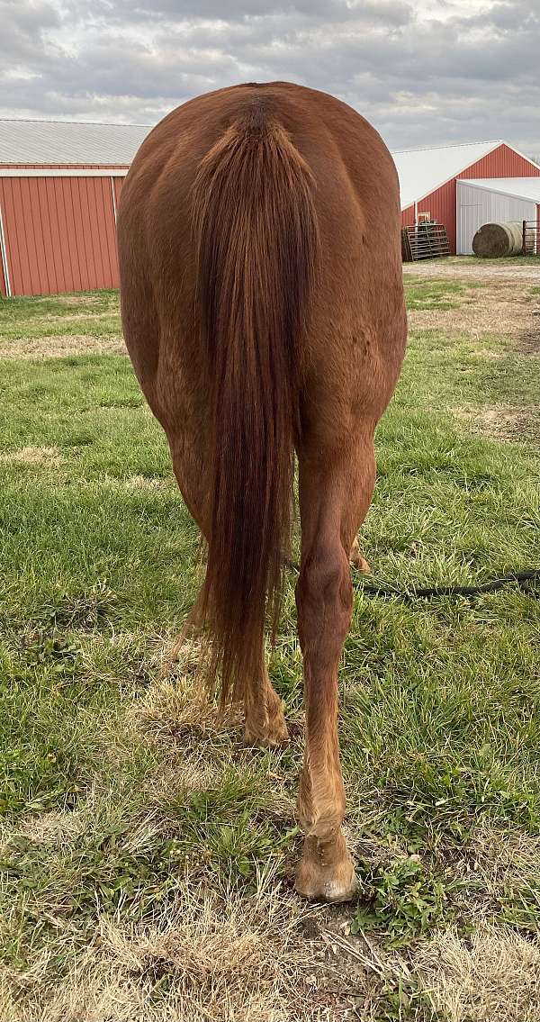 beautiful-quarter-horse