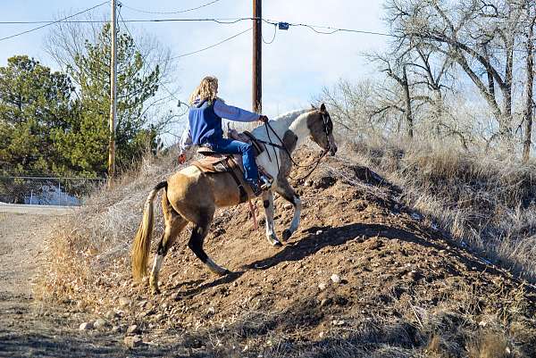 buckskin-paint-horse