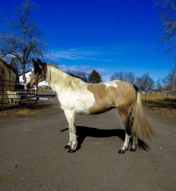 ground-work-paint-horse