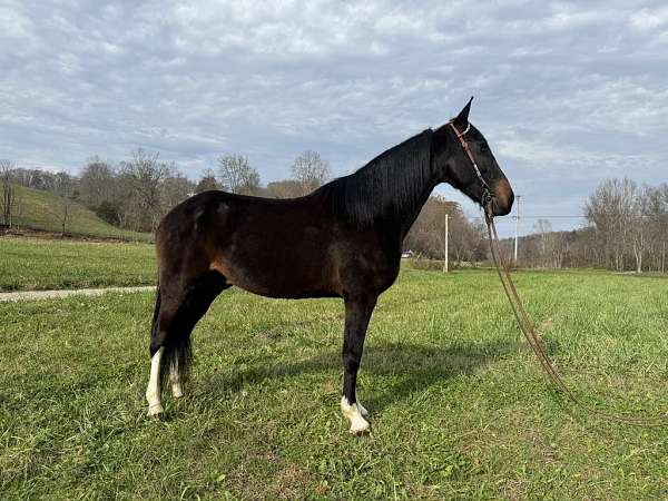 cart-trained-kentucky-mountain-horse