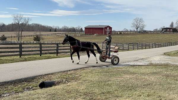 cart-trained-horse