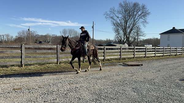 desensitized-kentucky-mountain-horse