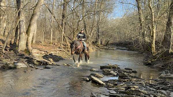 cart-trained-gelding