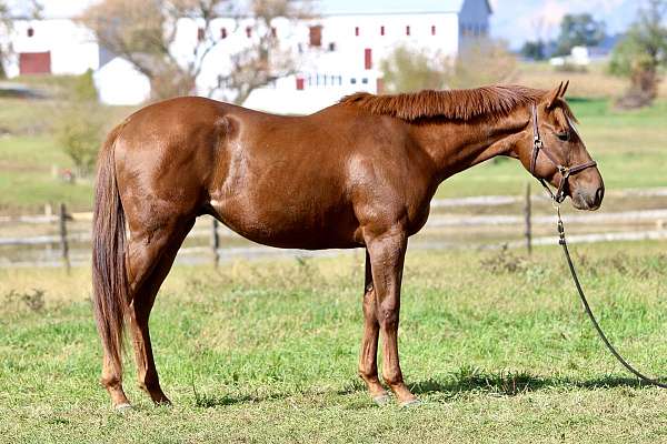 lay-down-thoroughbred-horse