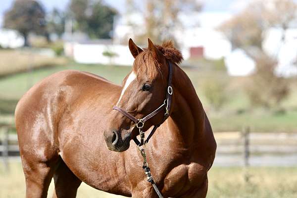 gap-gelding