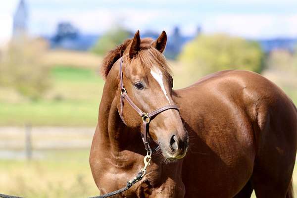 sporthorse-prospect-gelding