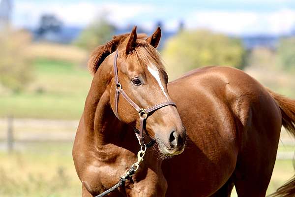 affordable-thoroughbred-horse