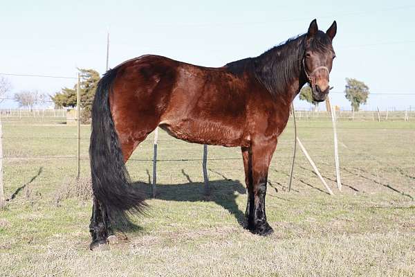 all-around-missouri-fox-trotter-horse