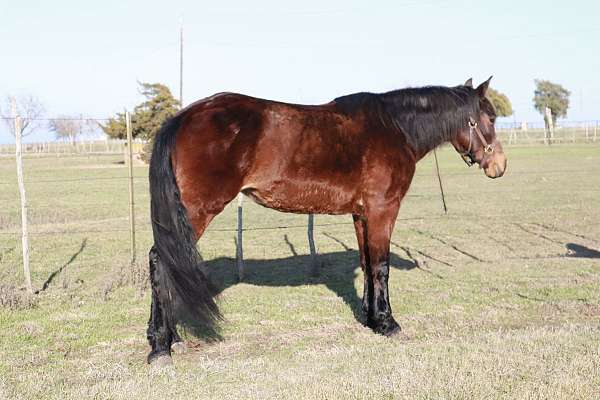 endurance-missouri-fox-trotter-horse