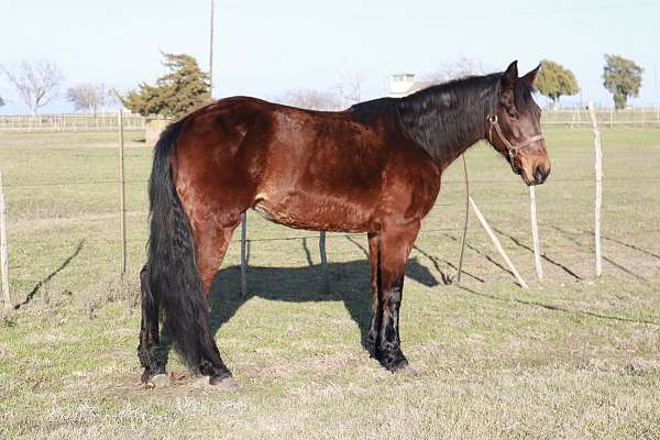 athletic-missouri-fox-trotter-horse