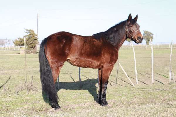 trail-riding-missouri-fox-trotter-horse