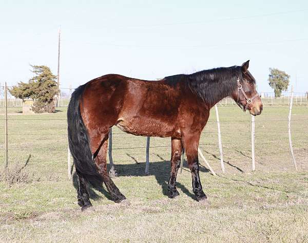 youth-missouri-fox-trotter-horse