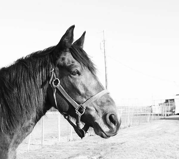 bay-missouri-fox-trotter-mare