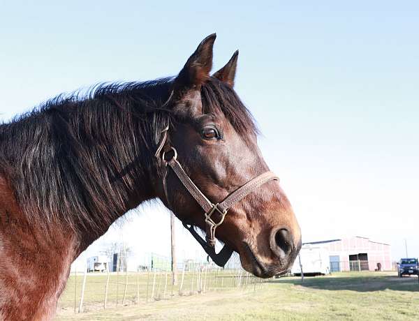 trail-horse