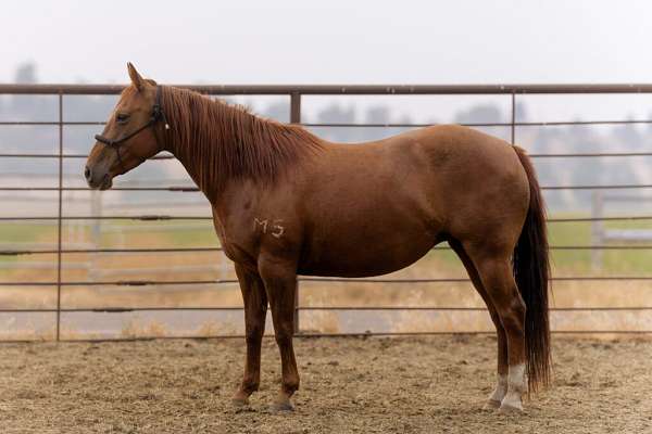 all-around-quarter-horse