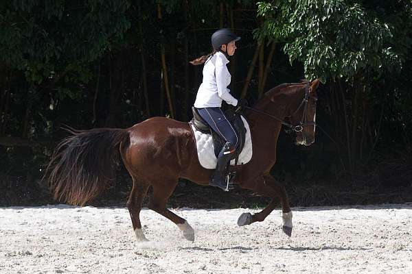 dressage-horse