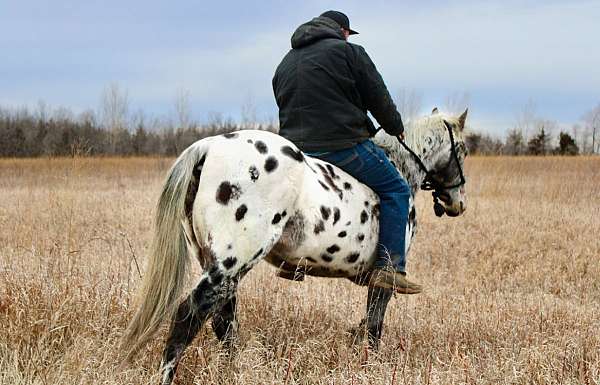 beginner-appaloosa-horse