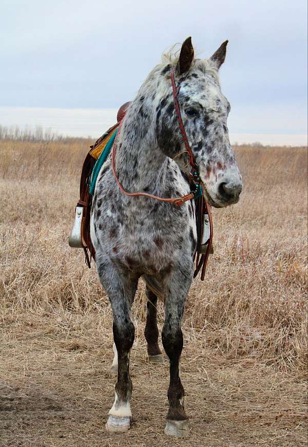 white-black-spotted-leopard-horse