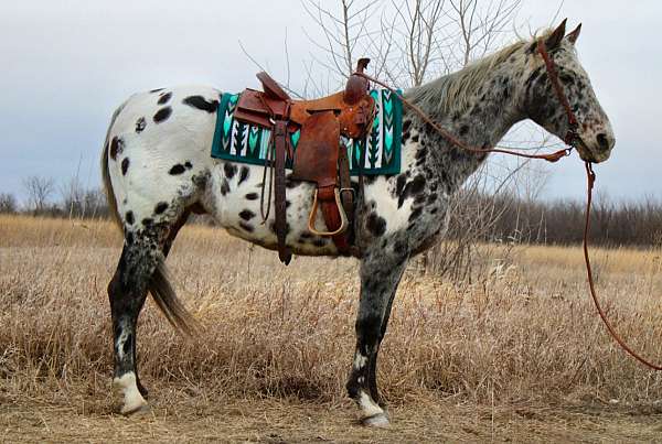 family-safe-appaloosa-horse