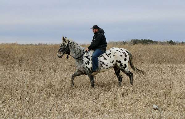 trail-riding-appaloosa-horse