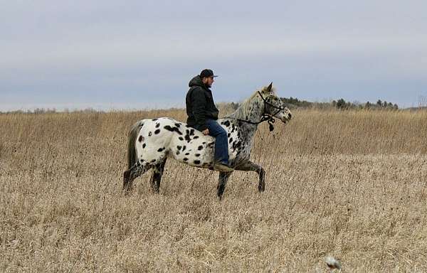 all-around-appaloosa-horse