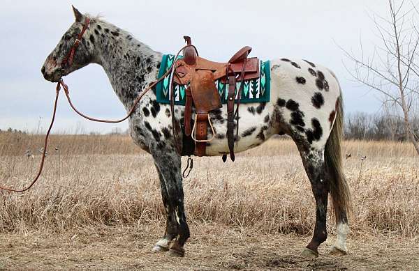 western-pleasure-appaloosa-horse