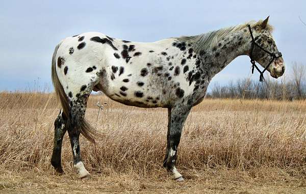 beautiful-black-appaloosa-horse