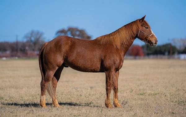 all-around-quarter-horse