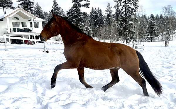 andalusian-gelding