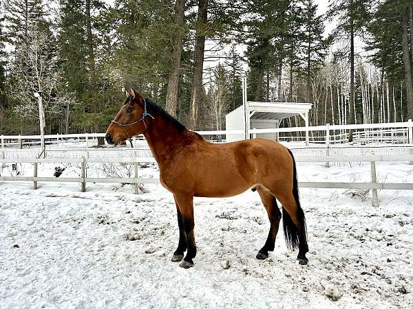 bay-ancce-pre-gelding