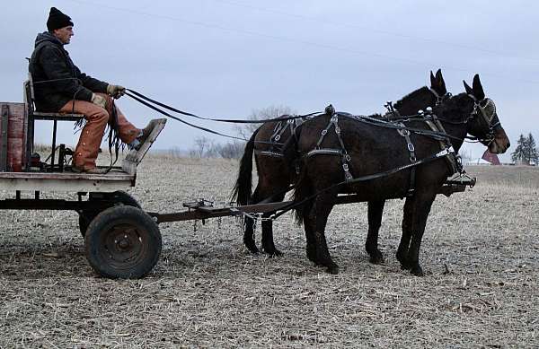 driving-team-mule-gelding